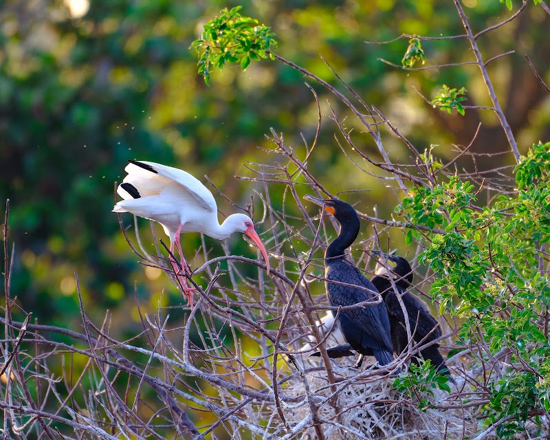 Venice Rookery (bird viewing area)