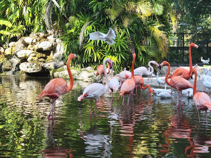 Flamingo Gardens