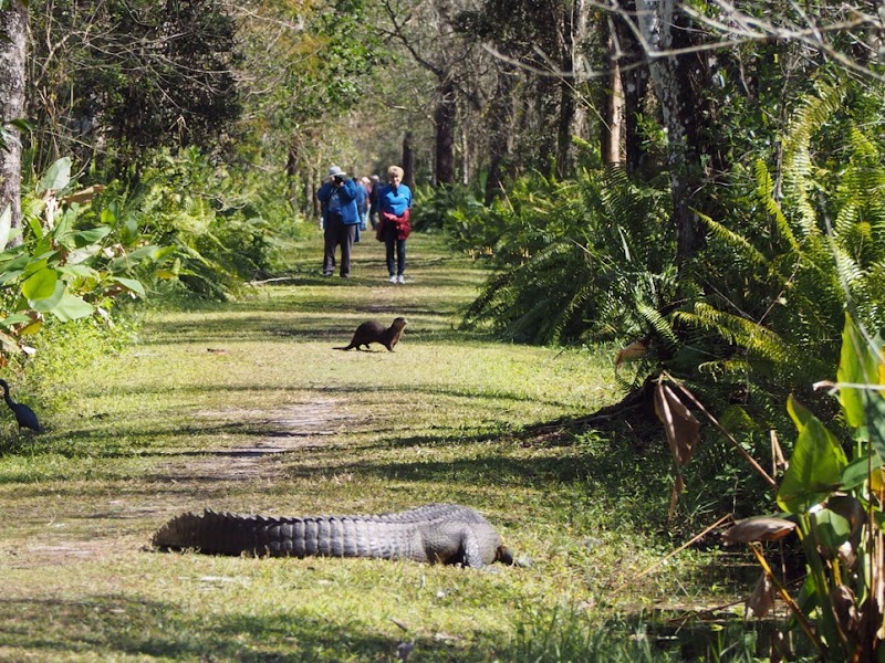 CREW Bird Rookery Swamp Trails