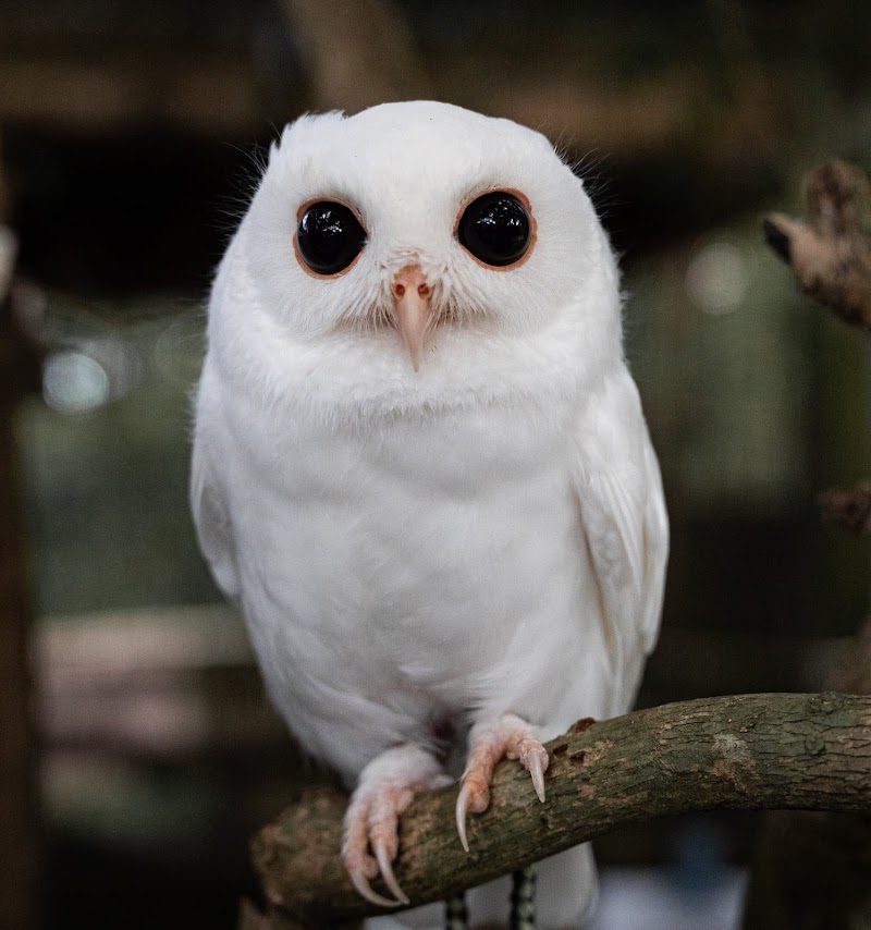 Peace River Wildlife Center-Education Center