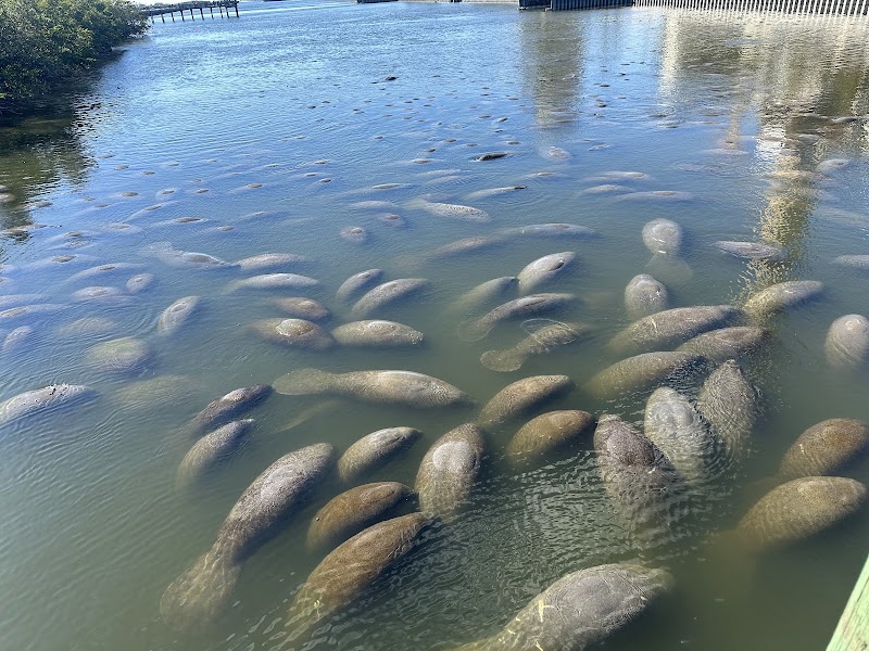 Manatee Viewing Center